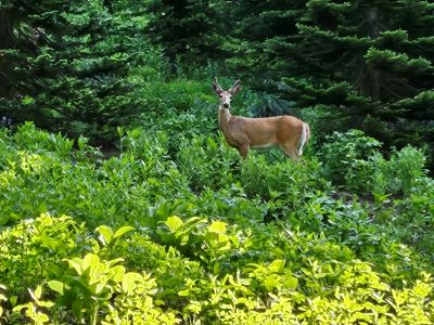 Morning Visitors