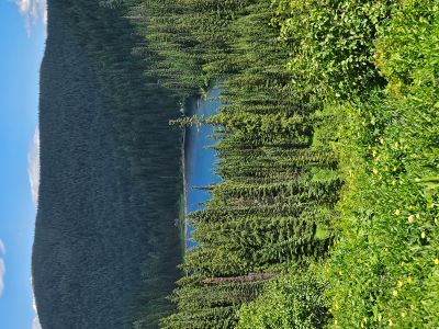 Diamond Lake