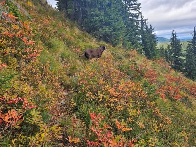 Skye on Traverse Trail
