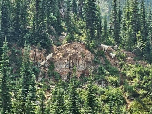 Goats at Pearl Lake