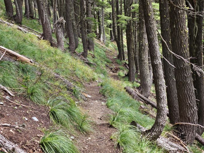 Hub Lake Trail May 2024