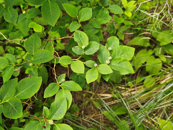Green Huckleberries