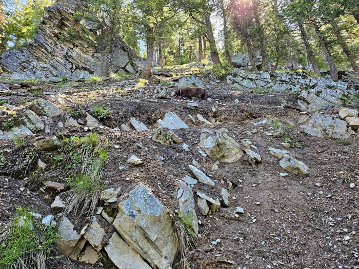 Skye on Trail 262