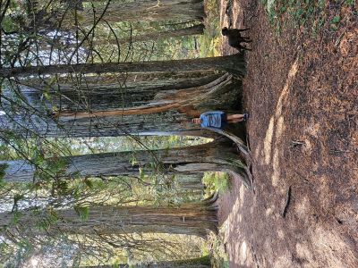 Ross Creek Cedars