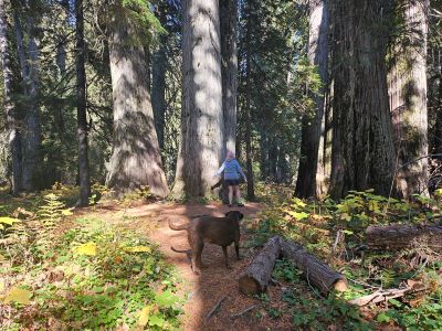Ross Creek Cedars