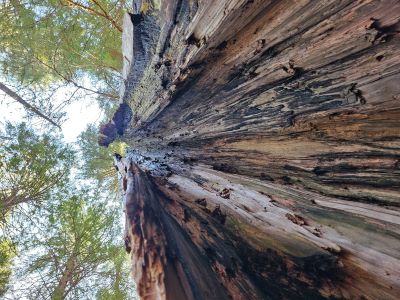 Ross Creek Cedars