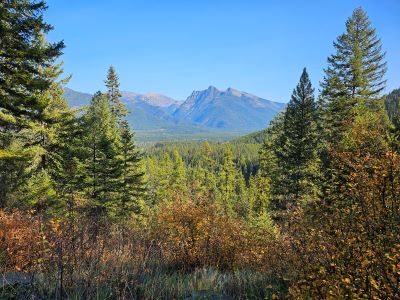 Ross Creek Cedars