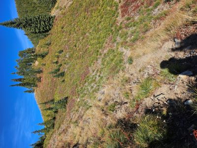 Trail to Saddle #3