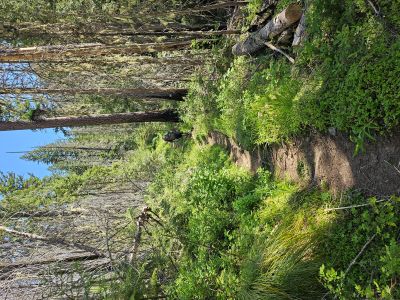 Along the West Fork trail
