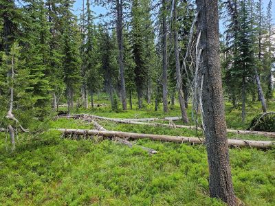 Along the Ridgeline
