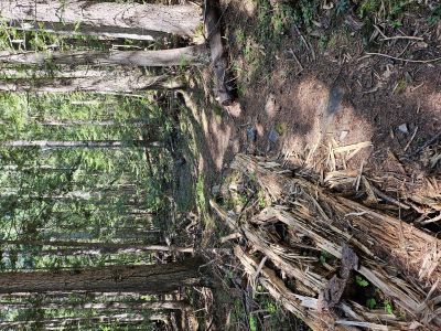 Along Trail 696
