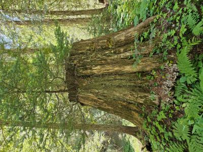 Tree in Stump
