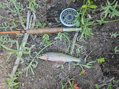 Nice Cutthroat
