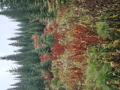 On the Shoreline of Pearl Lake