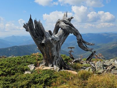 Gnarly Tree
