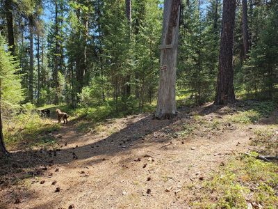 Along the Trail