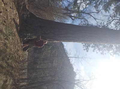 Big Pine