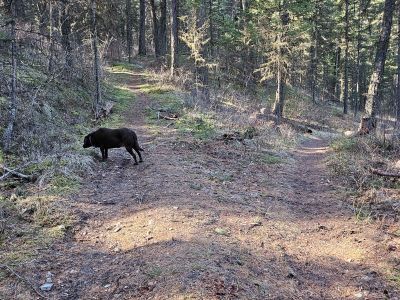 Connector Trail
