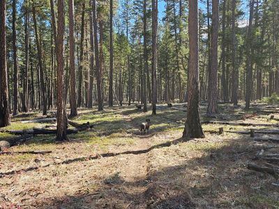 Trail Across Flat
