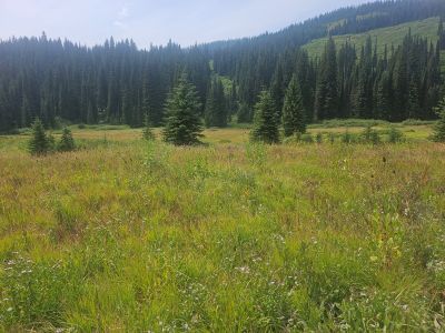 Meadows Below Goose Lake