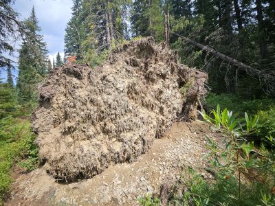 Root Wad