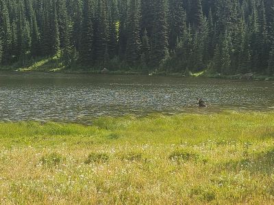 Moose at Goose