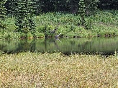 Also a Heron