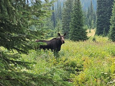 Moose at Goose2