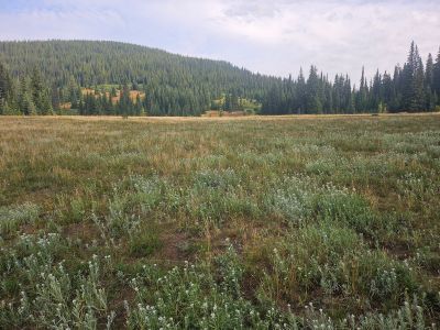 Morning Meadows at Goose Lake