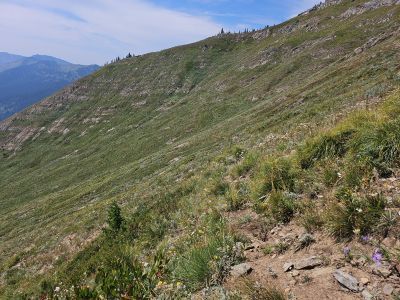 Rough Trail