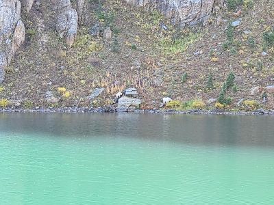 Goats at Dalton Lake