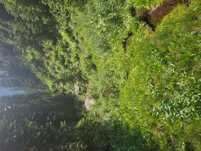 Along the Primitive Trail