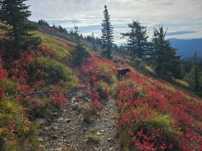 On the Trail Out