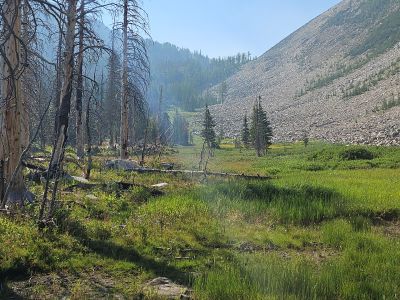 Meadow