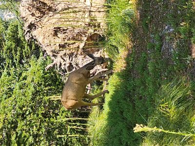 Deer at Oreamnos Lake