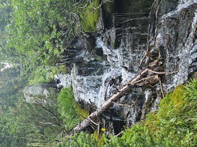 Along the Trail