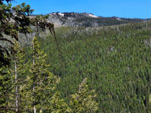 Gold Peak