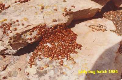 Illinois Peak Lady Bug Hatch 1984