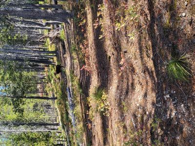 Along the Ridge
