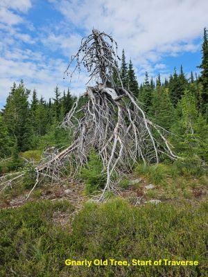Gnarly Tree