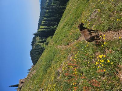 On Trail to Siamese Lakes