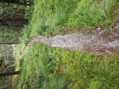 Trail Near Cascade Pass